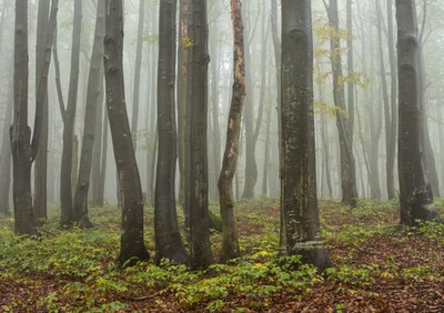 European forest ecosystems: key allies in sustainable development