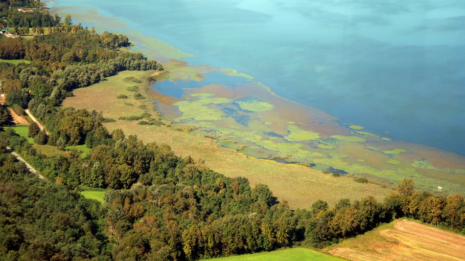 Blue-green algae - check the water before you swim