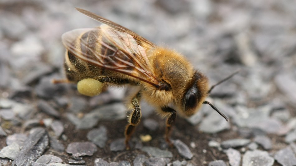 Neonicotinoid pesticides are a huge risk – so ban is welcome, says EEA
