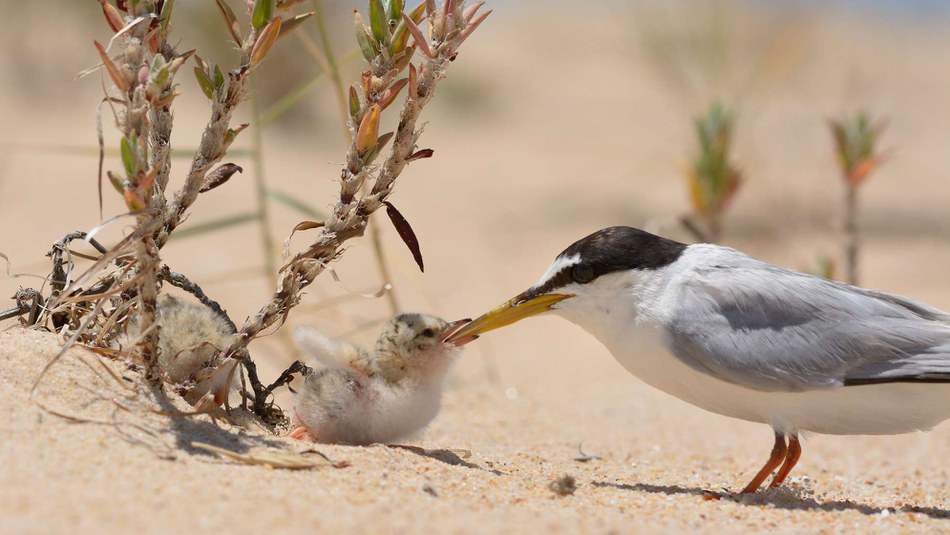 State of nature in the EU: biodiversity still being eroded, but some local improvements observed