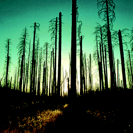Acid Rain Info
