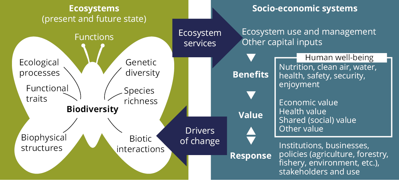 Essay on the Importance of Biodiversity