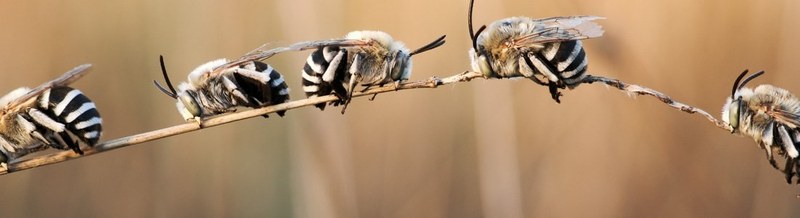 Ecosystems introduction