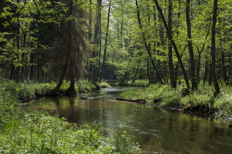 How to make European forests resilient to wildfires by working with nature How to make European forests resilient to wildfires by working with nature