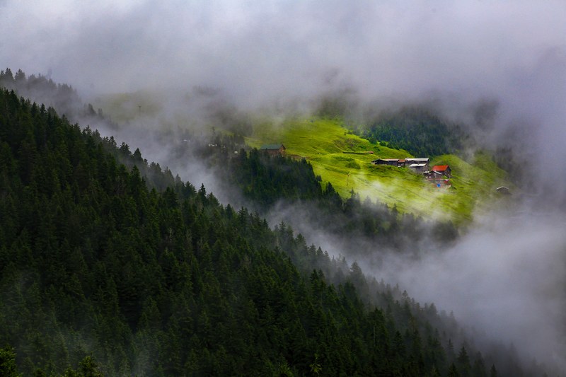 Forests and forestry