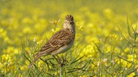 Common birds and butterflies