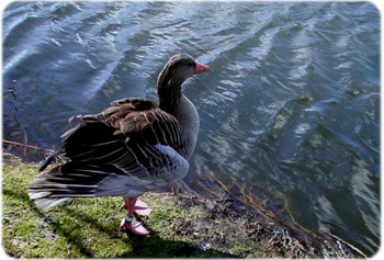 goose