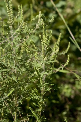Ambrosia artemisiifolia; Annual Ragweed