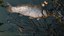 Pollution in Europe’s rivers: the ecological disaster of the Oder