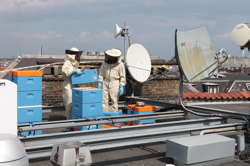 City bees \u2014 European Environment Agency