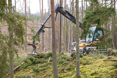 The Swedish forestry model