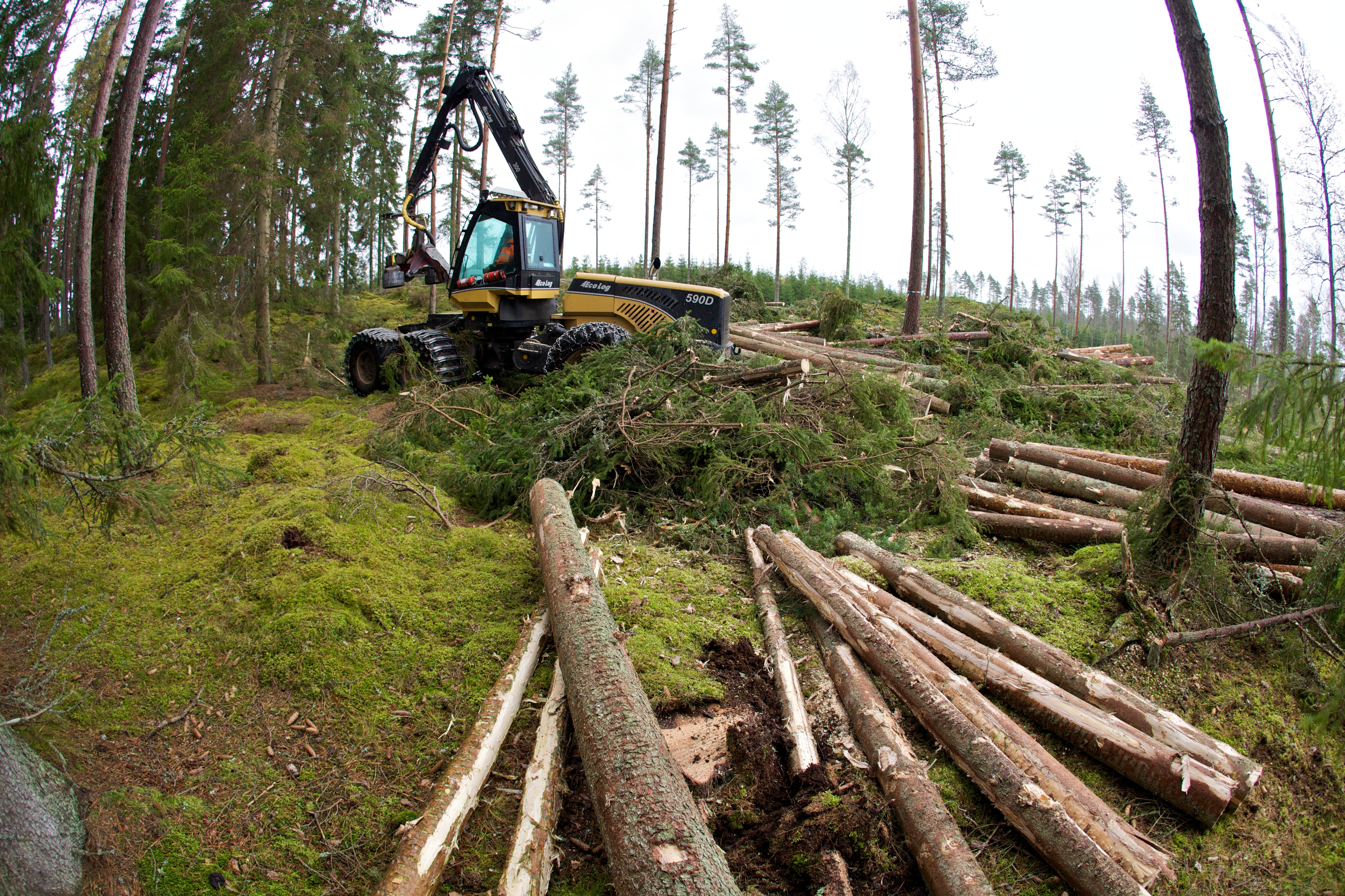 The Swedish forestry model