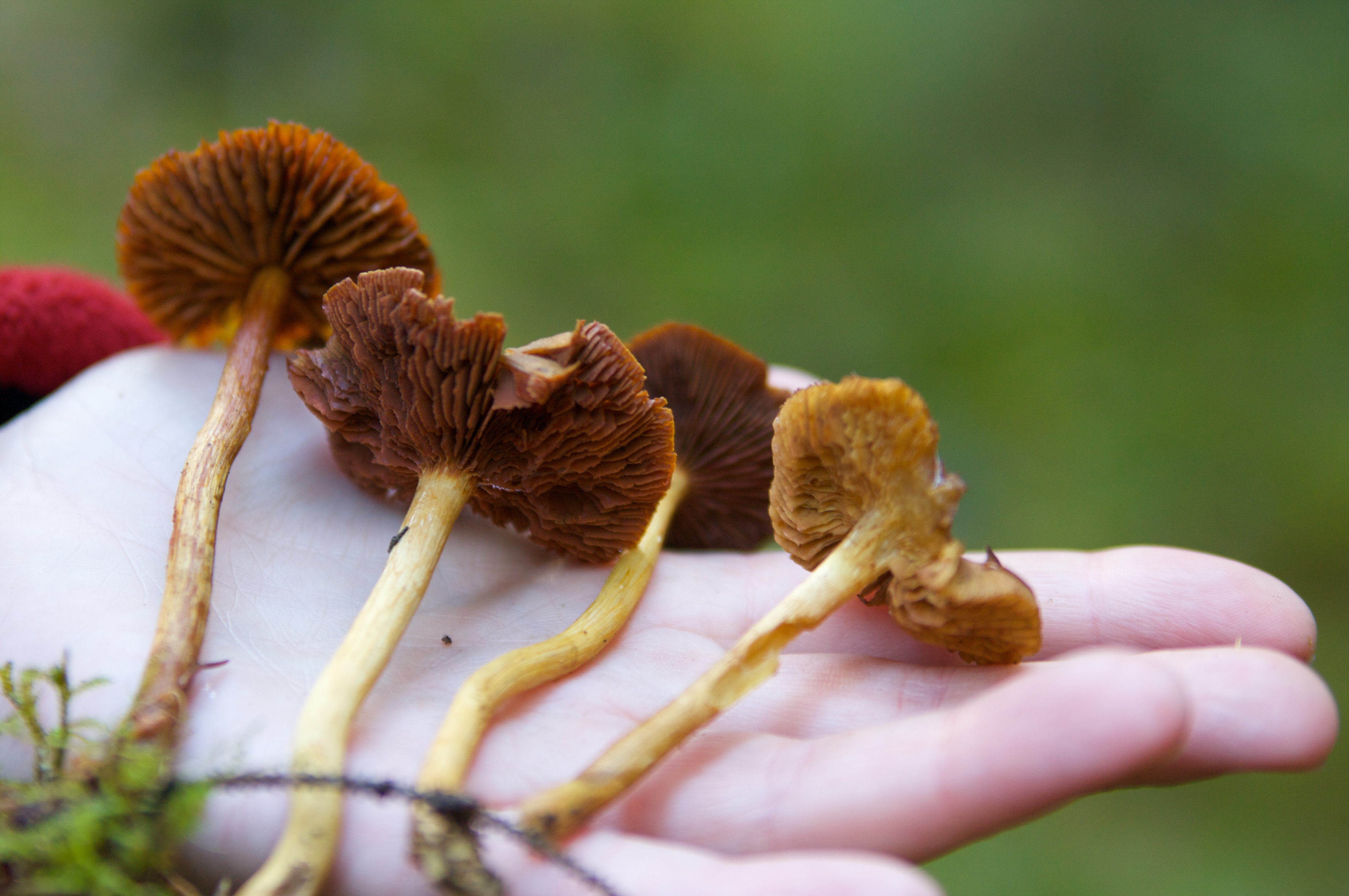 Cortinarius gentilis (left), semisanguineus (middle two) and sommerfeltii (right) 