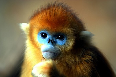 Monkey with makeup
