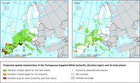 Projected spatial mismatches of the Portuguese Dappled White butterfly and its host plants