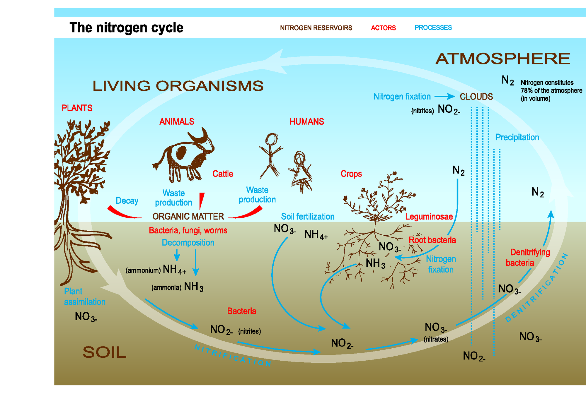The nitrogen cycle — European Environment Agency