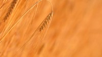 Mehr Maßnahmen in der EU erforderlich, um die Auswirkungen chemischer Pestizide zu reduzieren