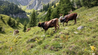 Extensive livestock systems and nature in Europe