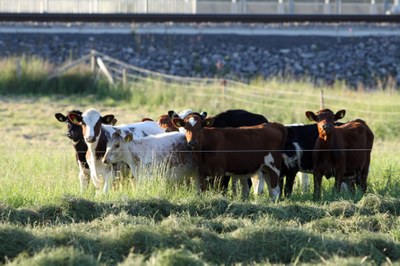 Role of methane in climate change and air quality