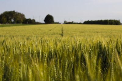 Mycotoxin exposure in a changing European climate