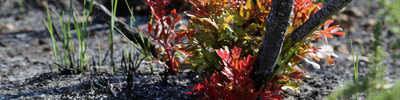 Nature-based solutions for fire-resilient European forests
