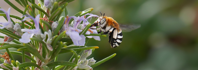 Protecting and restoring Europe’s wild pollinators and their habitats