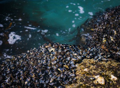 PFAS in European seas (Signal)