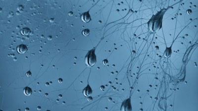 Interview — Western Balkan countries play a valuable role in partnering with EEA to tackle environmental and climate challenges