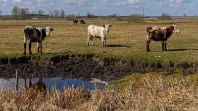 Progress and prospects for decarbonisation in the agriculture sector and beyond