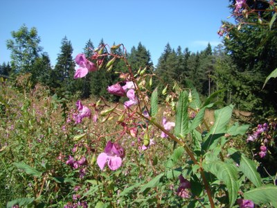 EU makes progress against invasive alien species, but spread continues