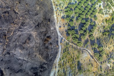 Europe’s land carbon sink declines, but its potential stays high