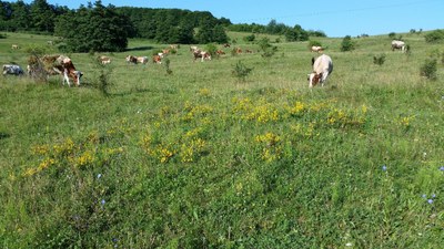 Extensive grazing: essential for one in three of Europe's protected habitats