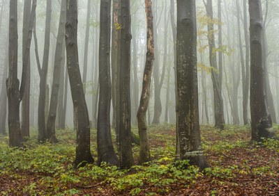 Mantener los bosques de Europa saludables requerirá prácticas sostenibles a largo plazo y acción sobre el cambio climático – europeantimes.news