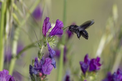 Reversing pollinator decline: why Europe must act now