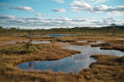 Carbon stocks and sequestration in terrestrial and marine ecosystems: a lever for nature restoration?