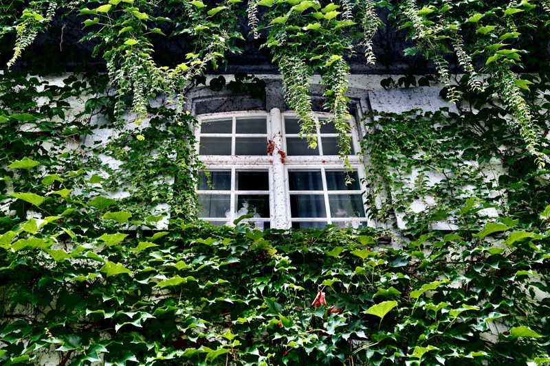 Window surrounded by green leaves