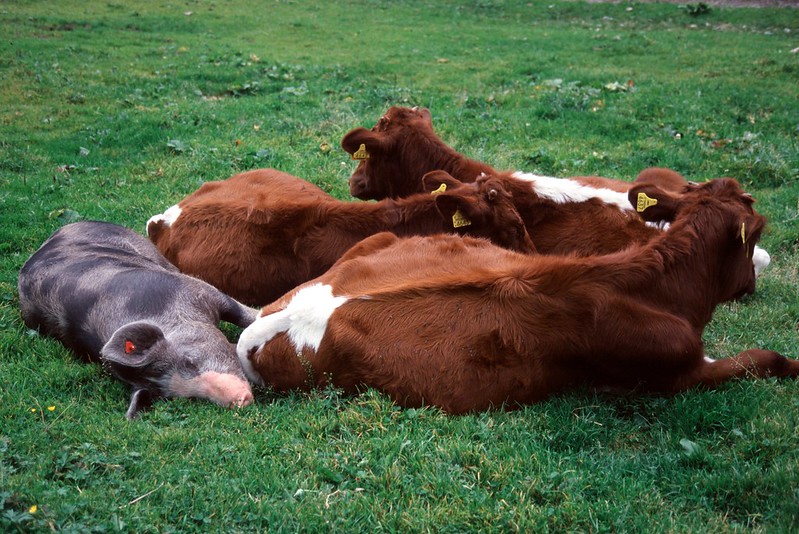Picture of three cows and a grey pig lying down in a green grass meadow.