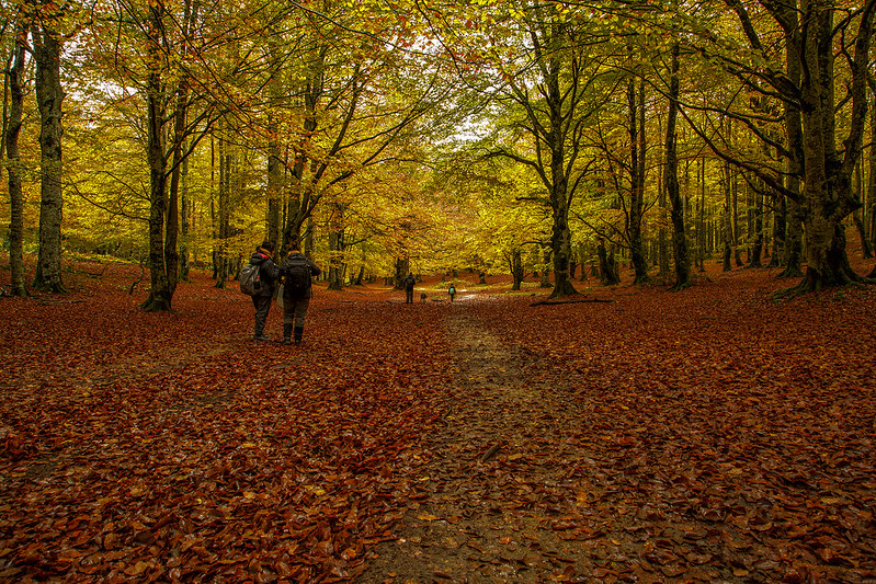 Image of a park laid with orange fallen leaves and tall yellow-green leaves, and a couple walking away on the left.