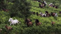 Entrevista - La economía de la biodiversidad: ¿puede la contabilidad ayudar a salvar la naturaleza?