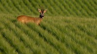 ¿Qué está dañando la naturaleza europea?