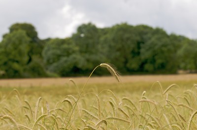 Exploitation agricole communautaire de Cloughjordan