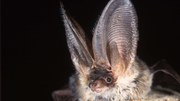 Bat populations recovering, according to largest ever European study