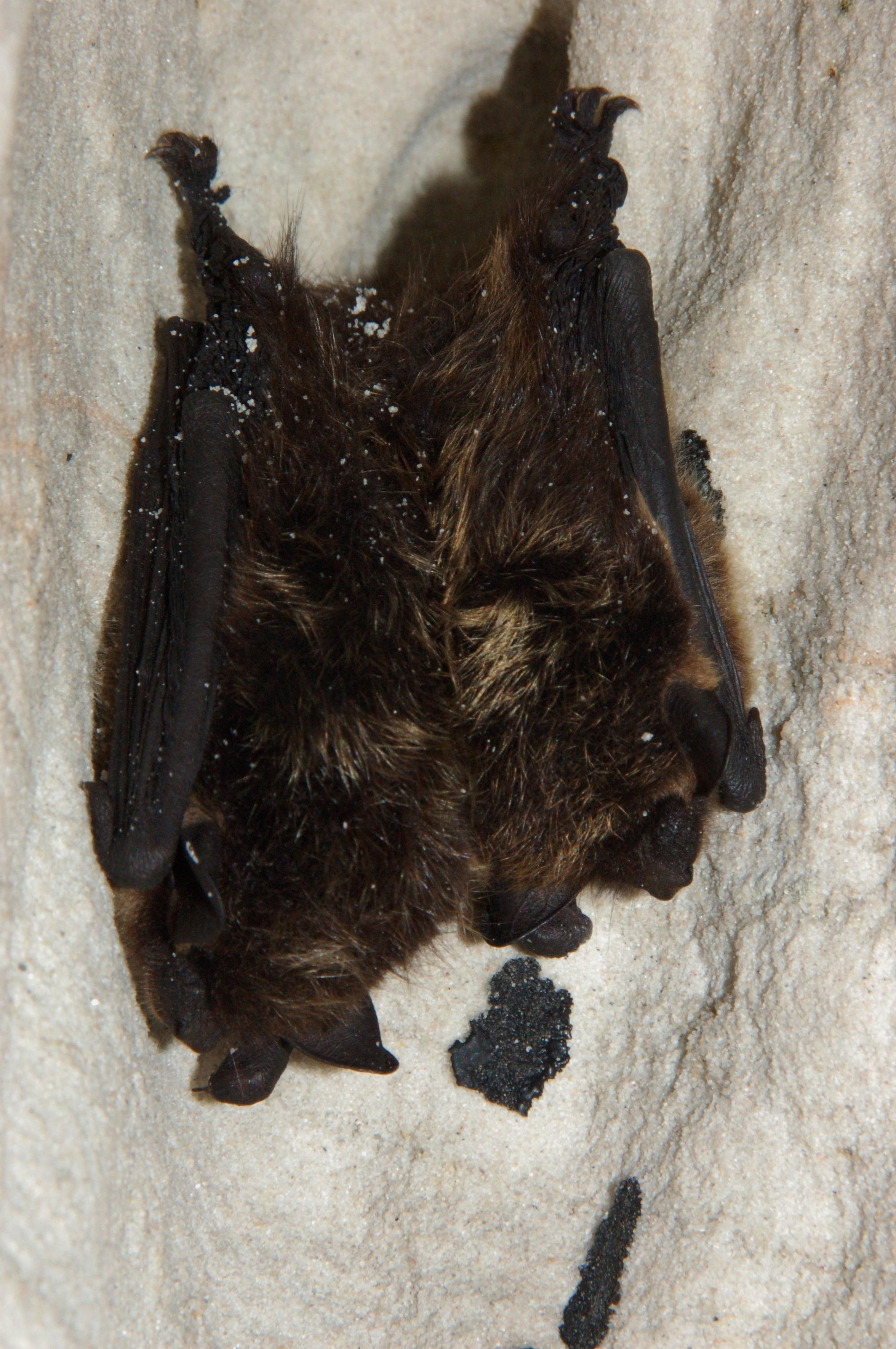 Eptesicus nilssonii (Viesturs Vintulis)