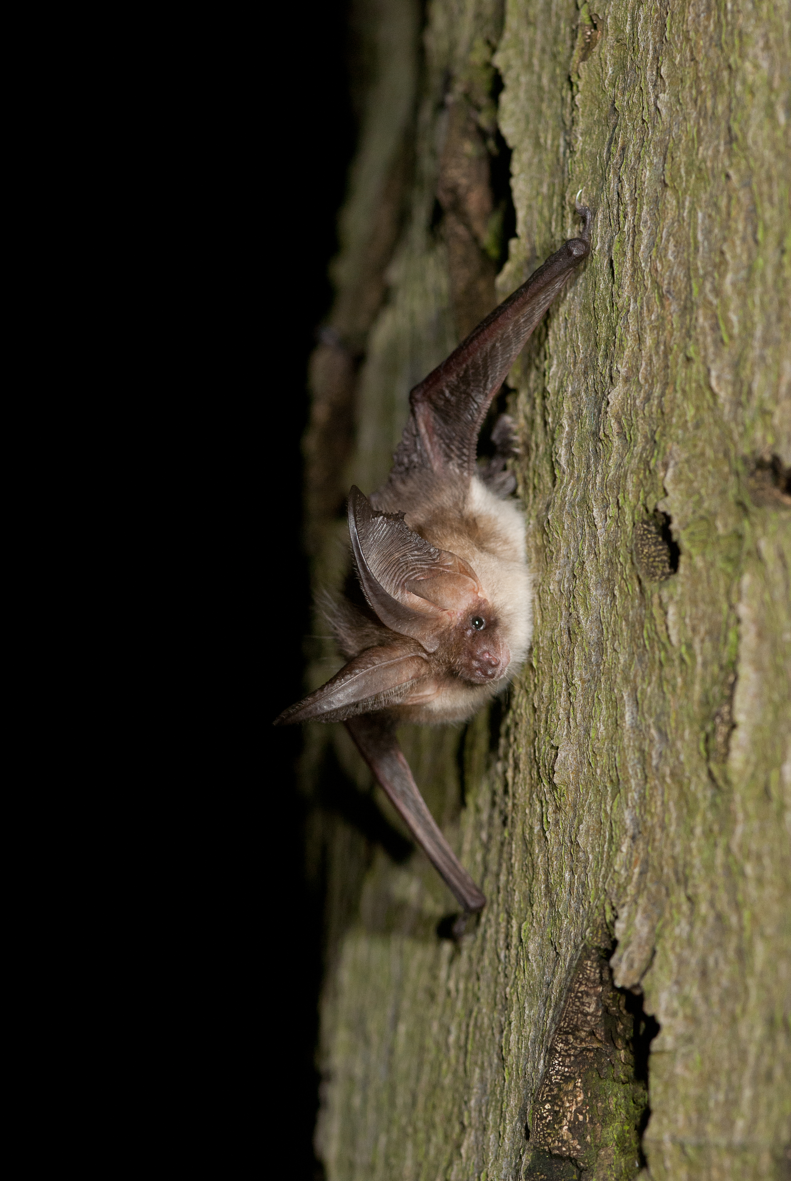 Plecotus austriacus (Jasja Dekker)