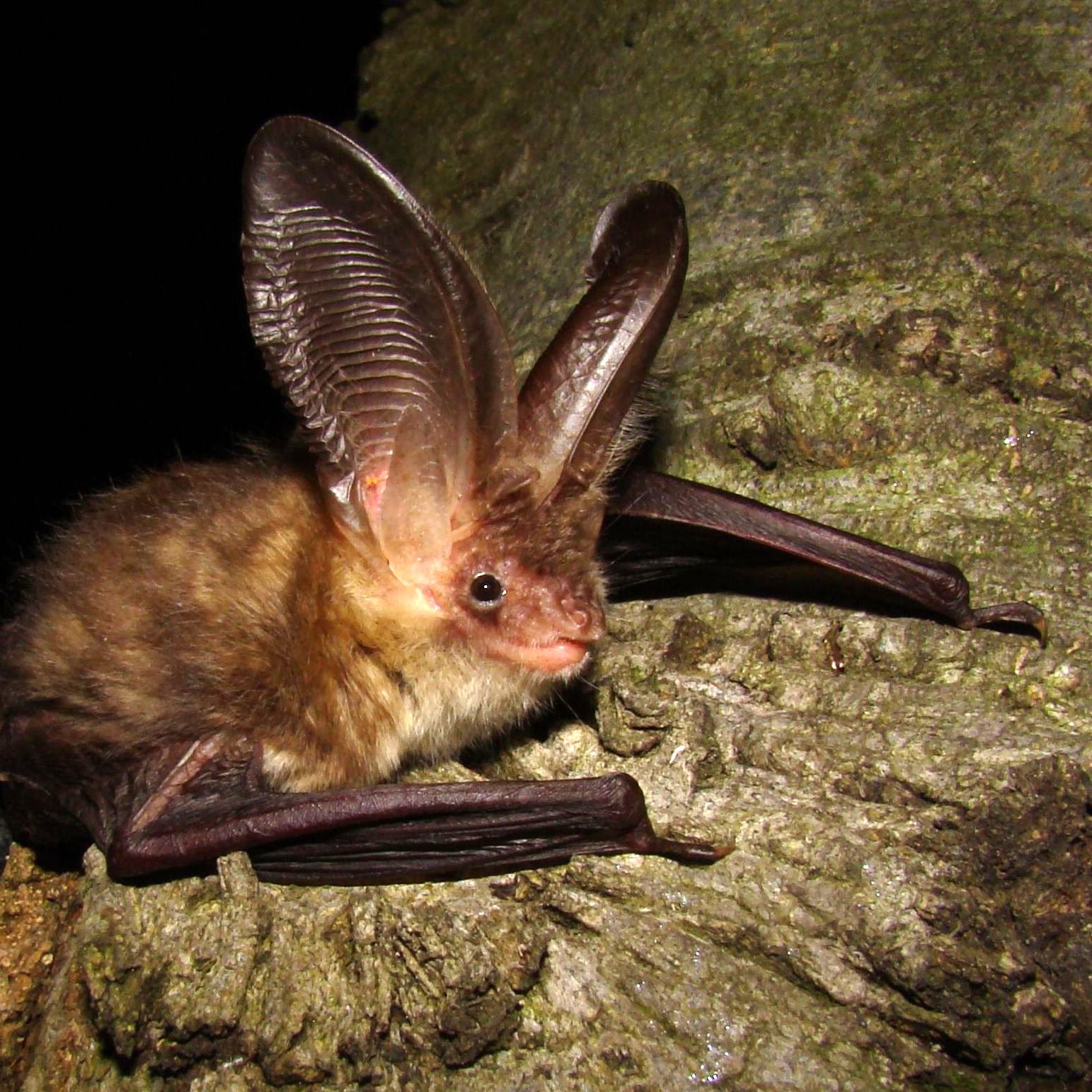 Plecotus auritus (Martin Celuch)