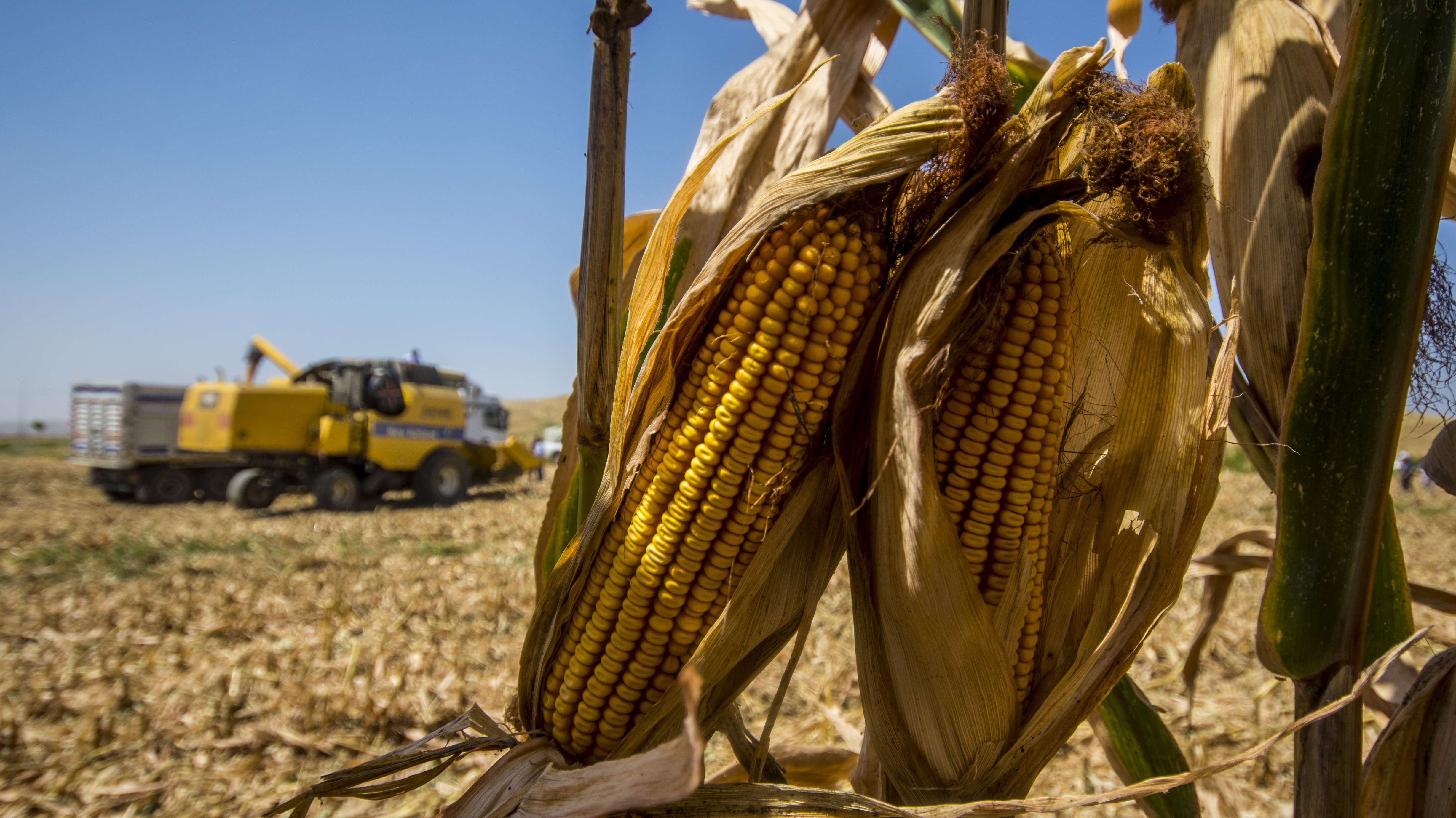 GRAIN  How much of world's greenhouse gas emissions come from agriculture?