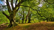Eight facts about Europe’s forest ecosystems