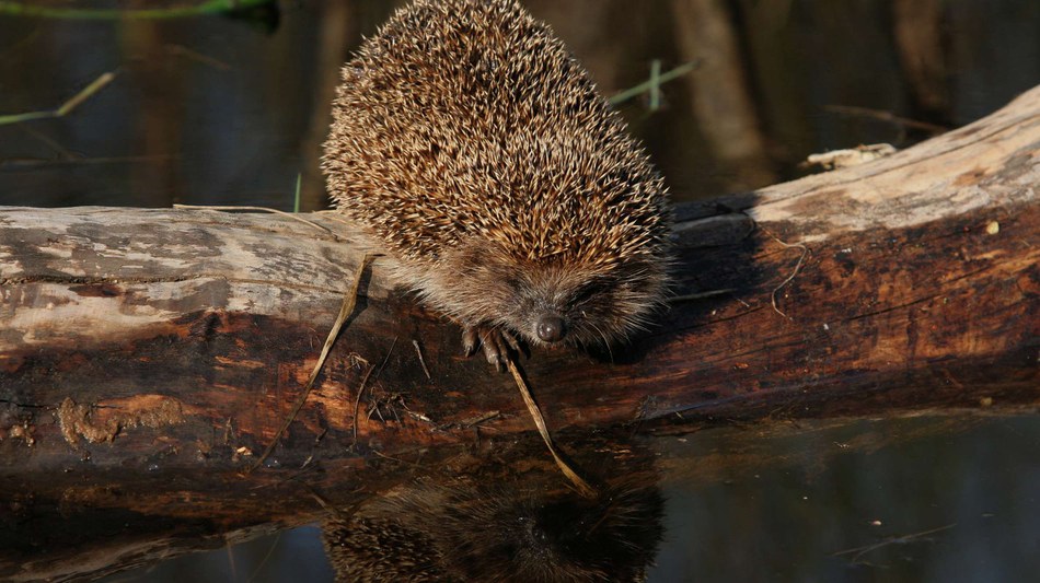 Europe’s Eastern Partnership countries make significant progress in expanding protected nature sites