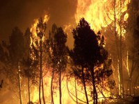 Forest fires in Southern Europe destroy much more than trees