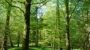 Is Europe doing enough to ensure long-term health of forests?